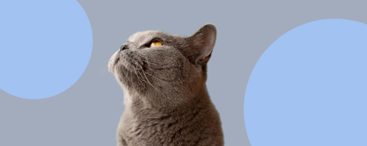 ТОП 5 капель от ушного клеща для кошек и котят: симптомы и лечение в домашних  условиях